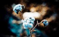 blue_dandelion_wide.jpg