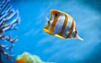 copperband_butterfly_fish_wide.jpg