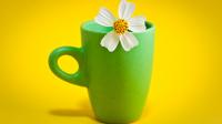 flower_cup_HD.jpg