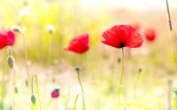 poppy_flowers_wide.jpg