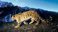 prowling_snow_leopard_HD.jpg