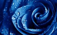 wet_drops_blue_rose_wide.jpg