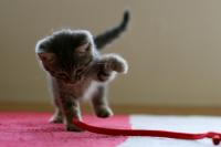 cat.jpg