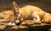 animals_rocks_fennec_sleeping_1800x2880.jpg