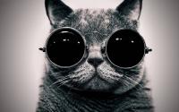 cats_animals_glasses_boss_schrodingers_cat_monochrome1_1800x2880.jpg