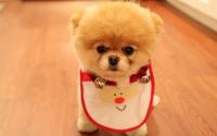 cute_dog_christmas_1680x1050.jpg