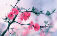 Pink_Blossom_Flowers_Spring_1800x2880.jpg