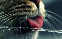 water_cats_animals_funny_tongue_1800x2880.jpg