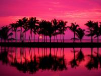 23.Lined_Palms_Of_Anaehoomalu_Bay.jpg