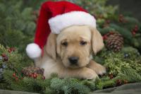 christmas_puppy_ron_dahlquist.jpg