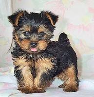 Yorkshire_Terrier_puppies_4_1_.jpg