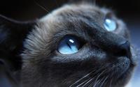 windows_8_wallpapers_2560x1600_2311_1_.jpg