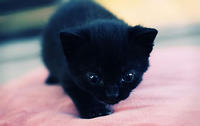 Beautiful_Pictures_Of_Cute_Animals_3.jpg