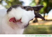 cute_animals_pictures_bunny_rabbit_sticking_tongue_out.jpg
