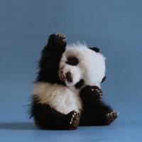 baby_animals_beautiful_cute_cute_animals_Favim.com_701122.jpg