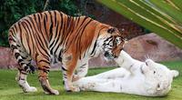 cute_animals_wallpapers_9.jpg