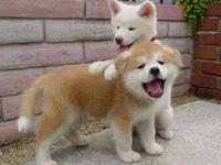 quote_pictures_with_cute_animals.jpg