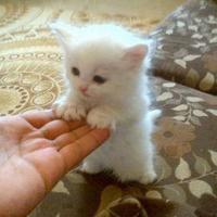 cute_animal_pics_part_159_12.jpg