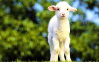 Cute_Animal_Wallpapers_for_Desktop_A_Young_Goat_1024x640.jpg