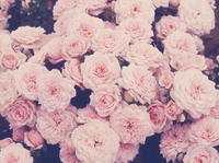 tumblr_static_flowersphotographybloomspastelpinkpretty_1dbc8cac6268be444d4abd79bbe46a1b_h.jpg