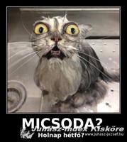 image_micsoda.jpg
