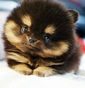 Cuki_kiskutya_290x300.jpg
