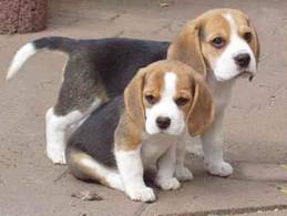 beagle.jpg