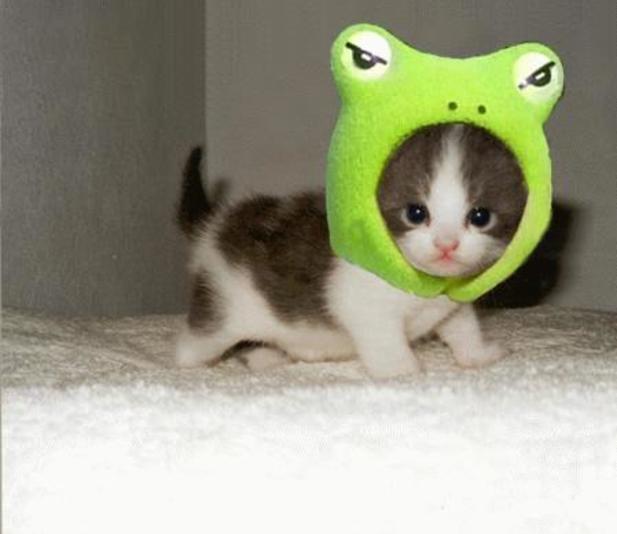 cute_animals_1_5.jpg