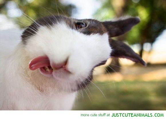 cute_animals_pictures_bunny_rabbit_sticking_tongue_out.jpg