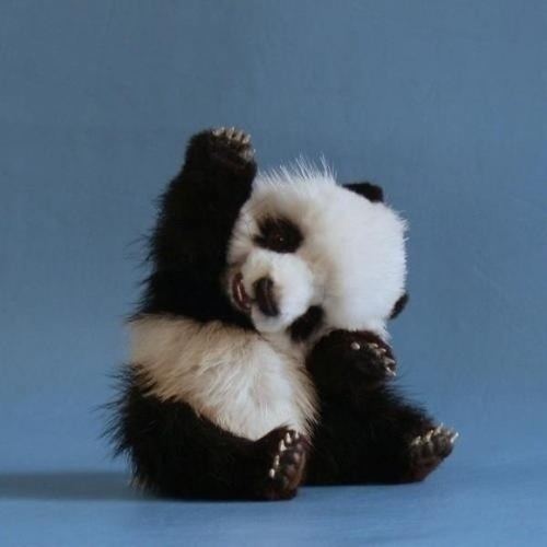 baby_animals_beautiful_cute_cute_animals_Favim.com_701122.jpg