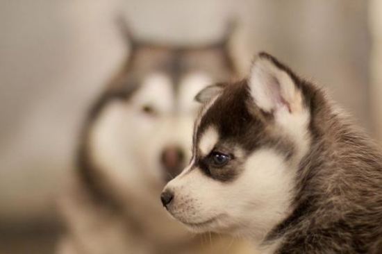 cute_animals_13.jpg