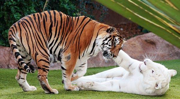 cute_animals_wallpapers_9.jpg