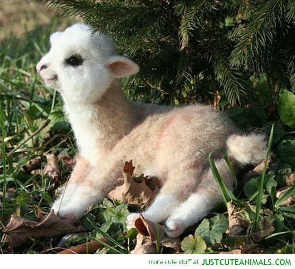 cute_animals_baby_alpaca_happy_smiling_lying_down_pics.jpg