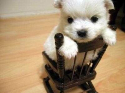 cute_tiny_animals_12.jpg