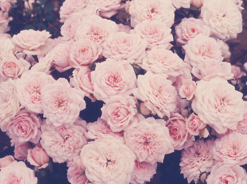 tumblr_static_flowersphotographybloomspastelpinkpretty_1dbc8cac6268be444d4abd79bbe46a1b_h.jpg